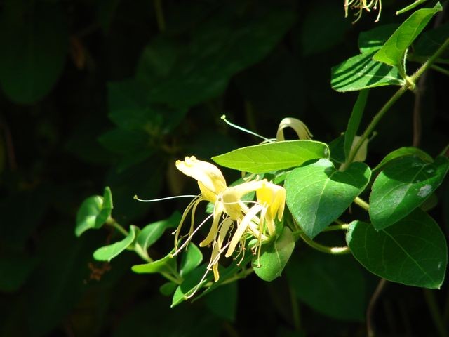 boja, lonicera žuta